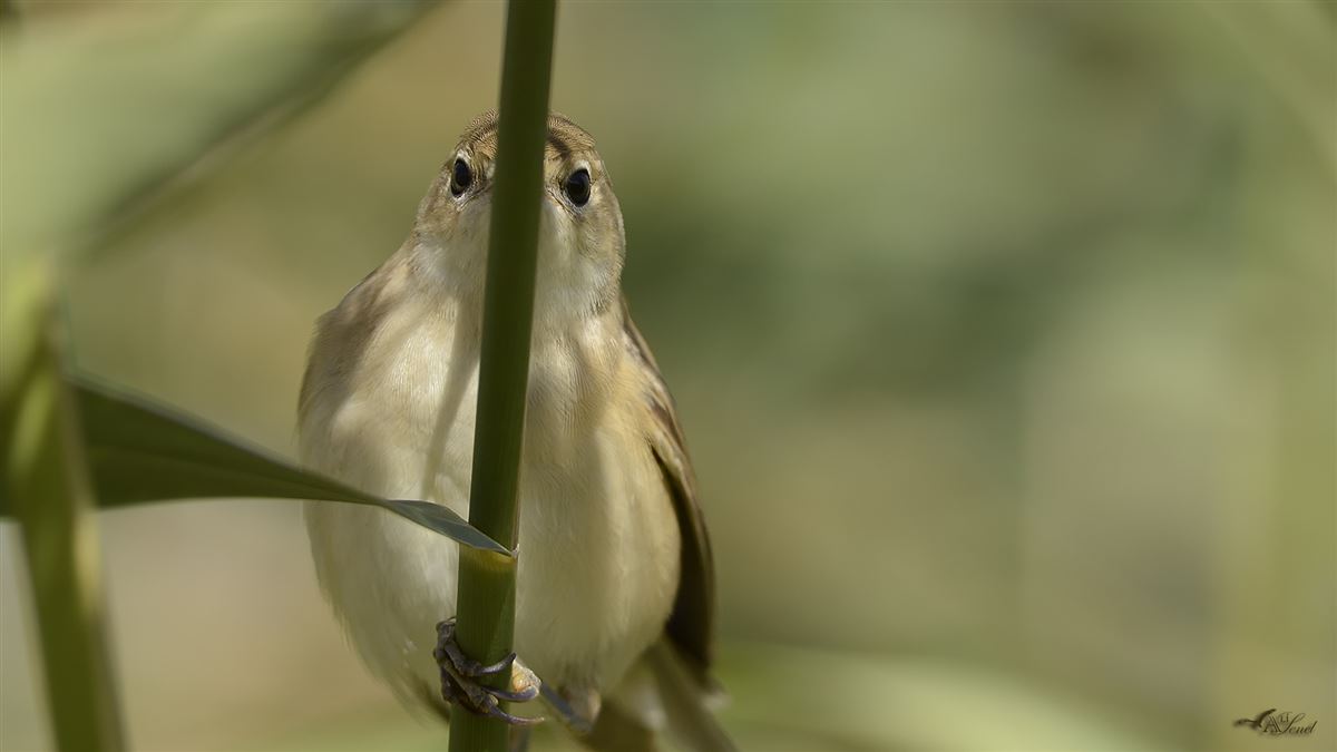 Common Reed Warbler