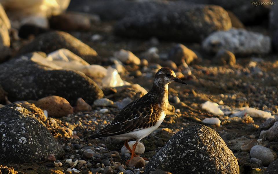 Ruddy Turnstone