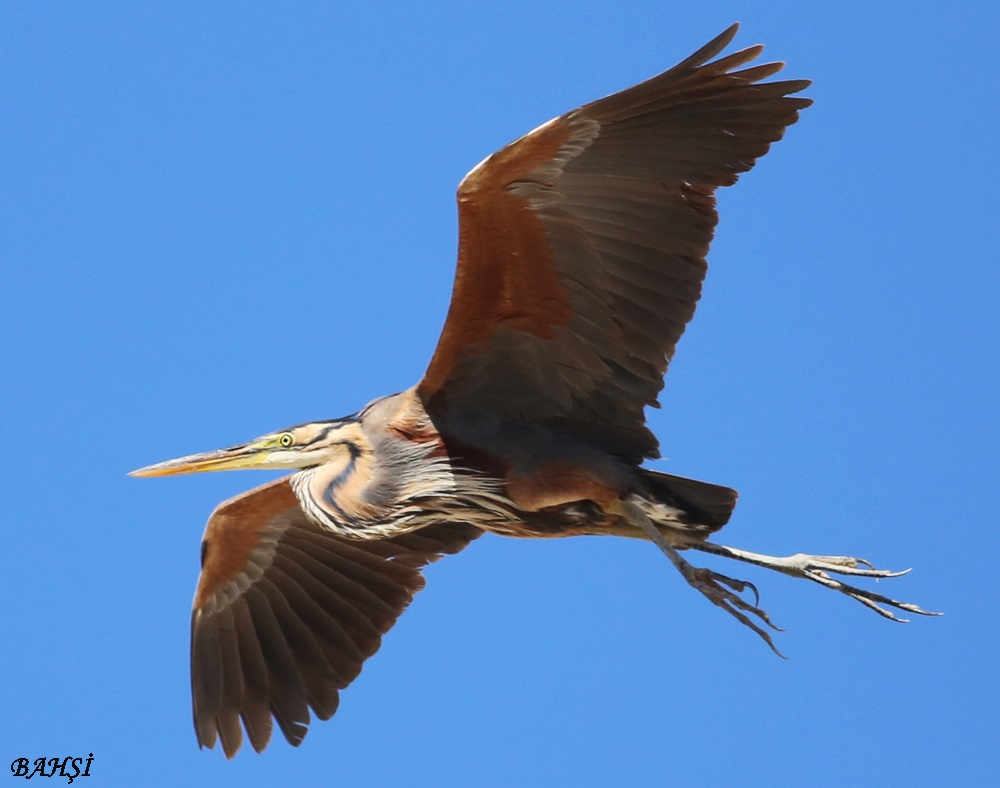 Purple Heron