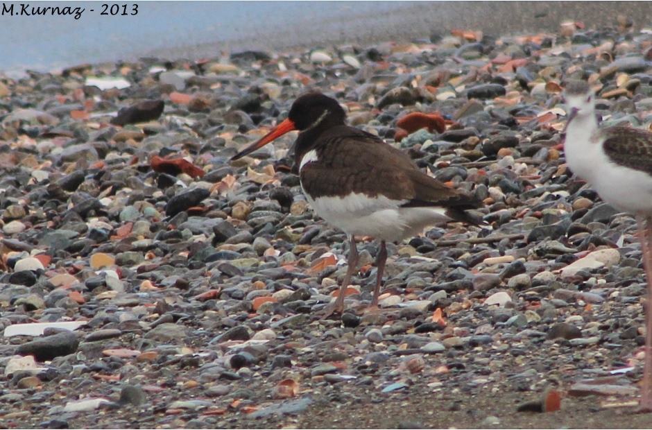 Eurasian Oystercatcher