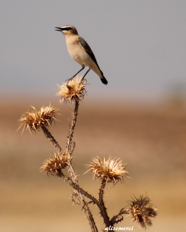 Northern Wheatear