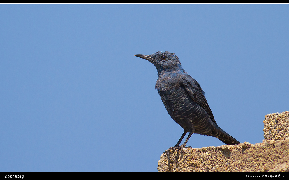 Blue Rock Thrush
