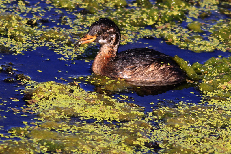 Little Grebe