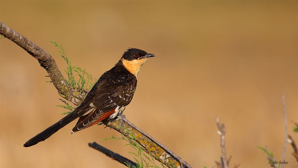 Great Spotted Cuckoo