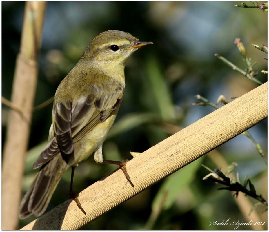 Willow Warbler