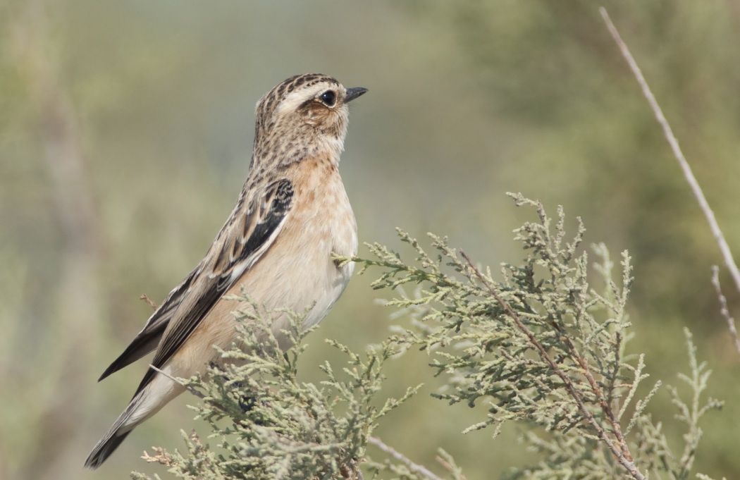 Whinchat