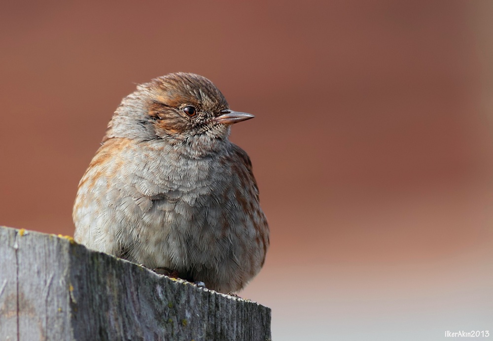 Dunnock