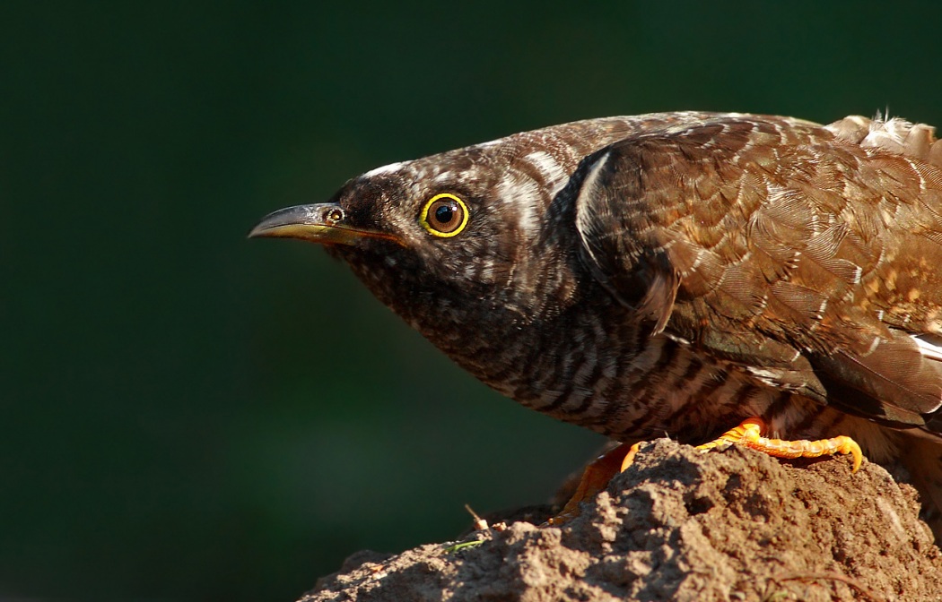 Common Cuckoo