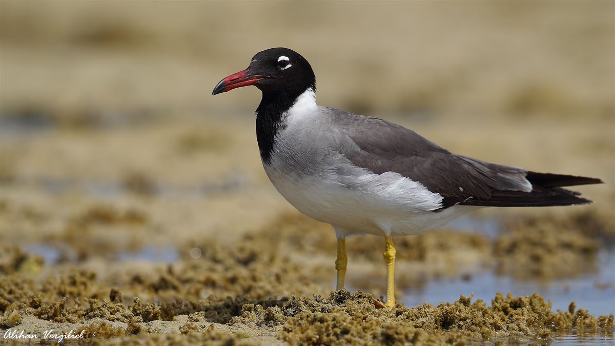 White-eyed Gull