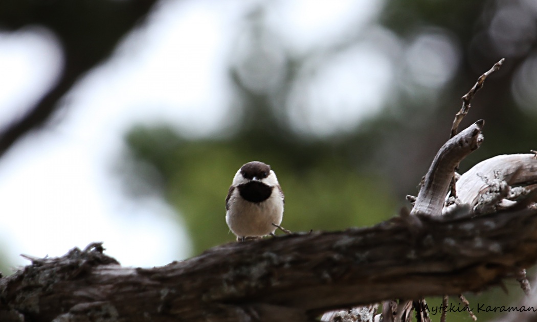 Sombre Tit