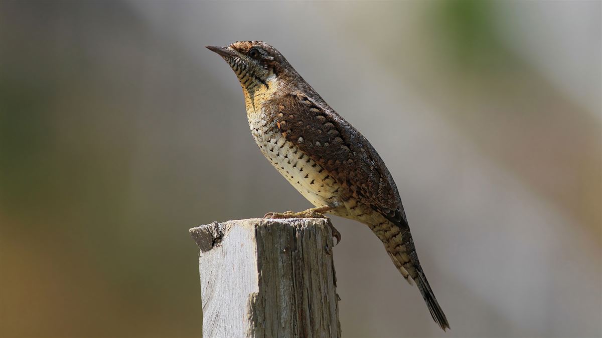 Eurasian Wryneck
