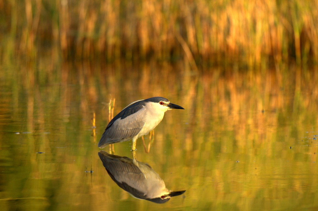 Black-crowned Night Heron