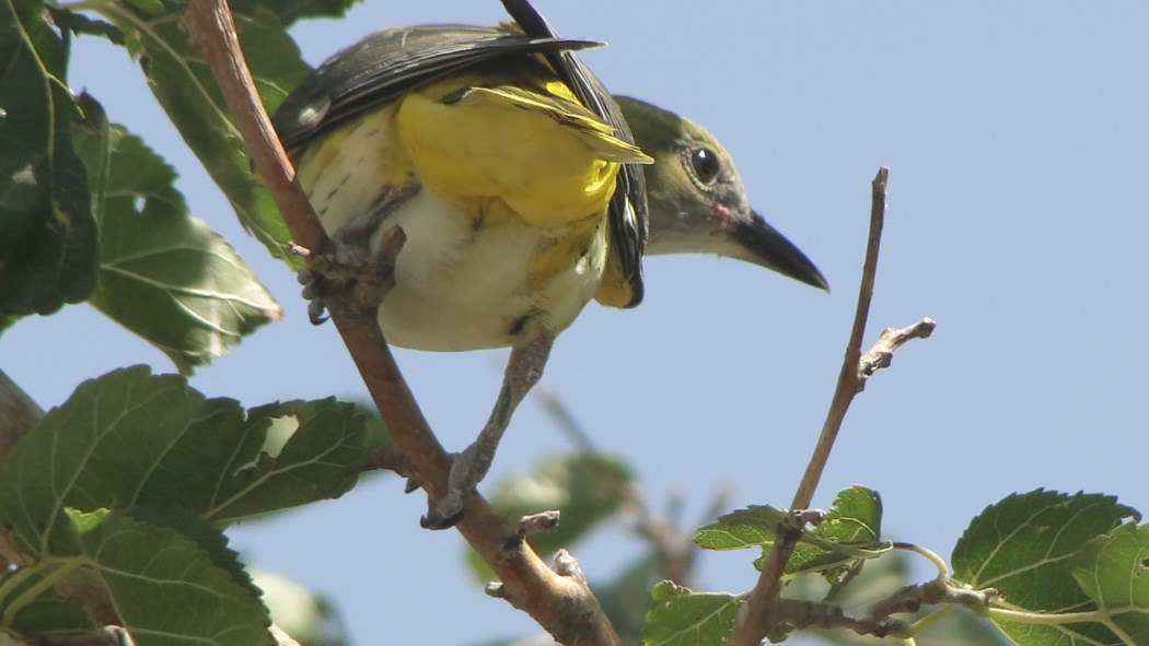 Eurasian Golden Oriole