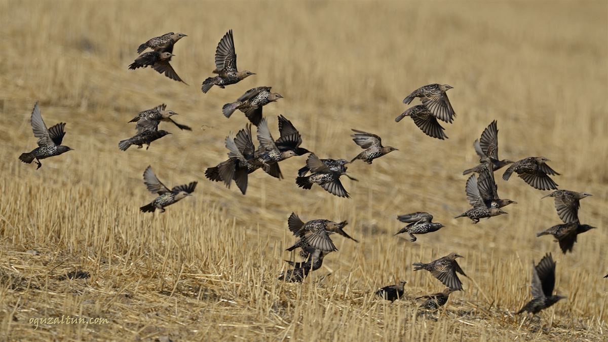 Common Starling