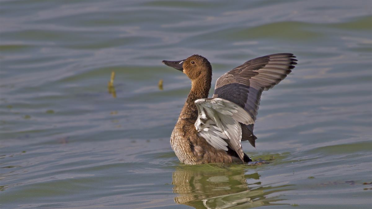 Common Pochard