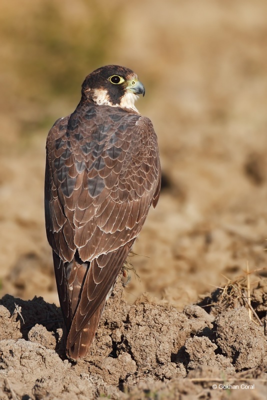 Peregrine Falcon