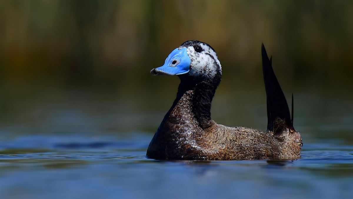 White-headed Duck