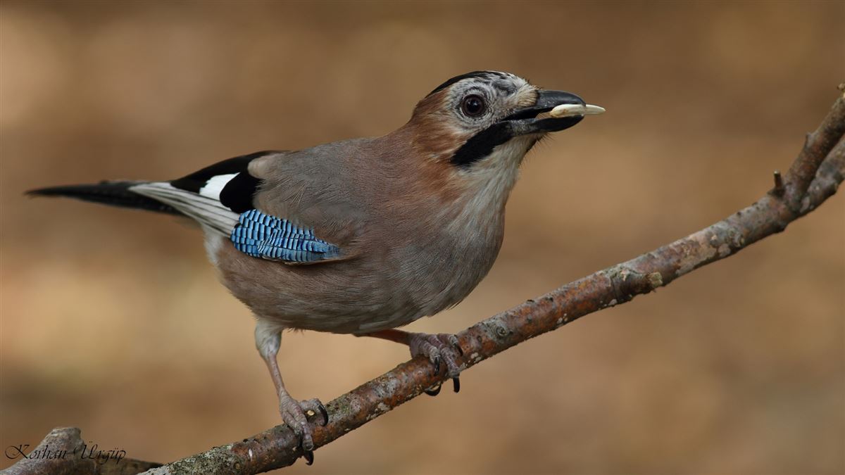 Eurasian Jay