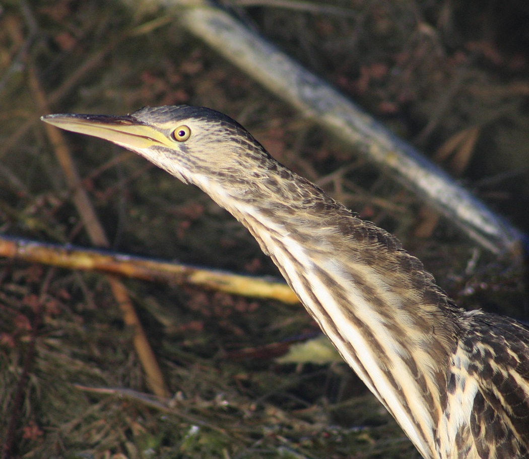 Little Bittern