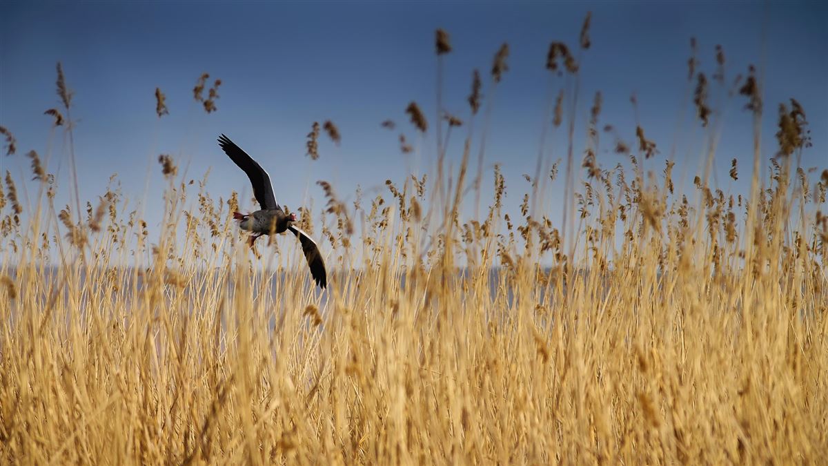 Greylag Goose