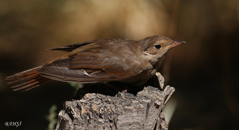 Common Nightingale