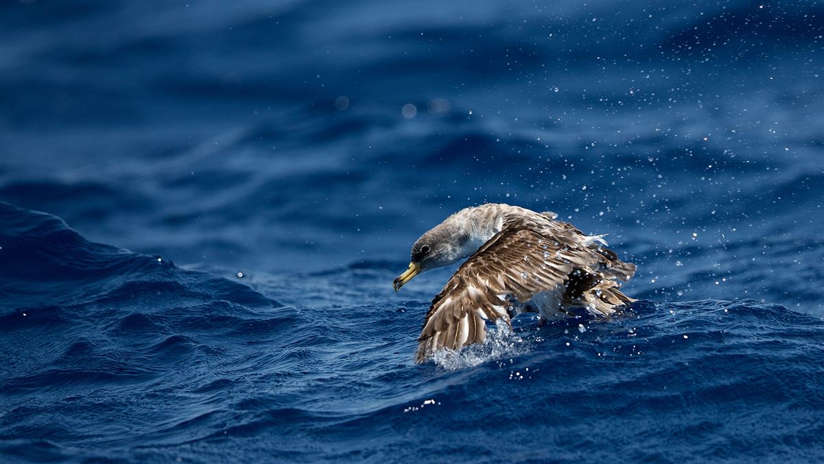 Scopoli`s Shearwater