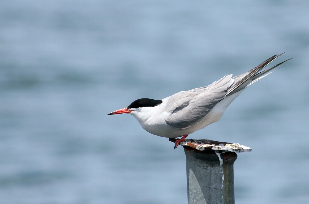 Common Tern
