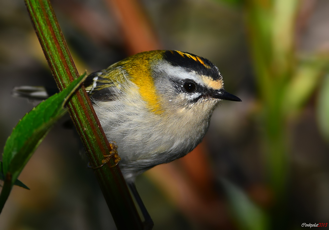 Common Firecrest