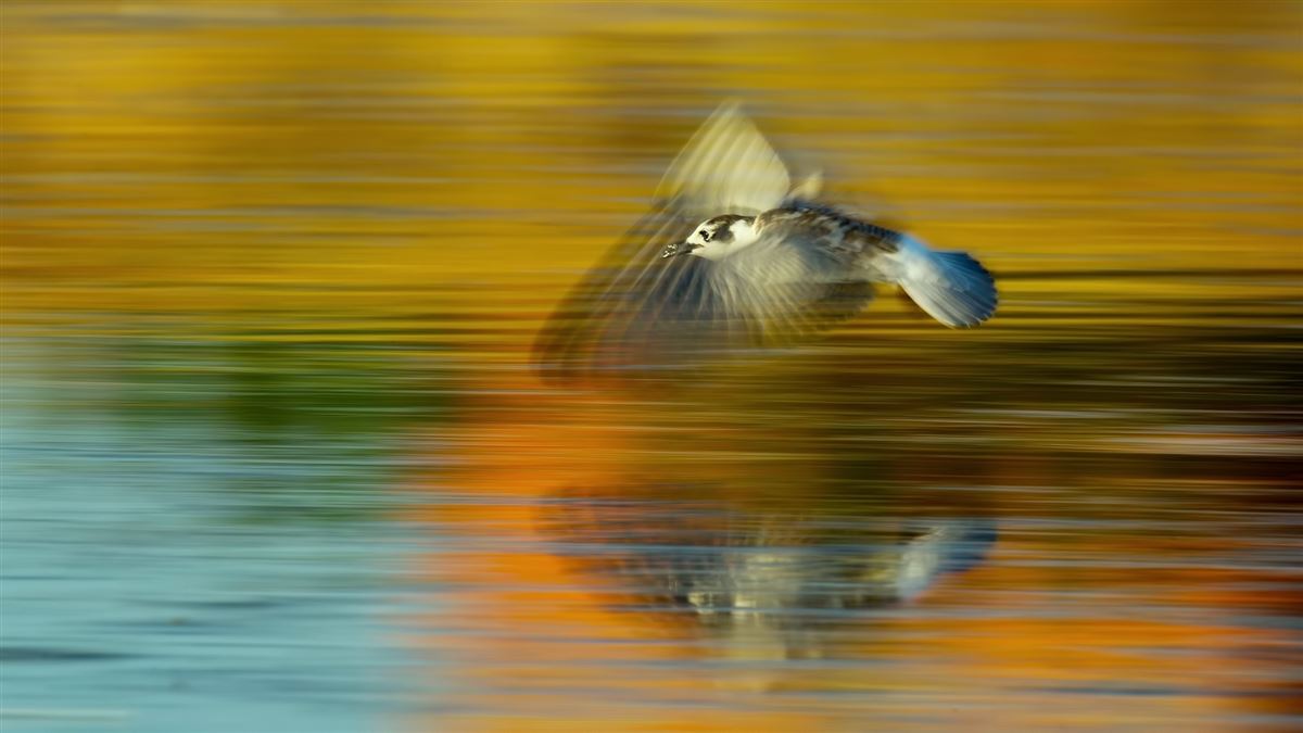 White-winged Tern