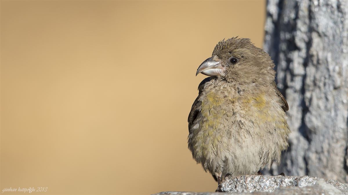 Red Crossbill