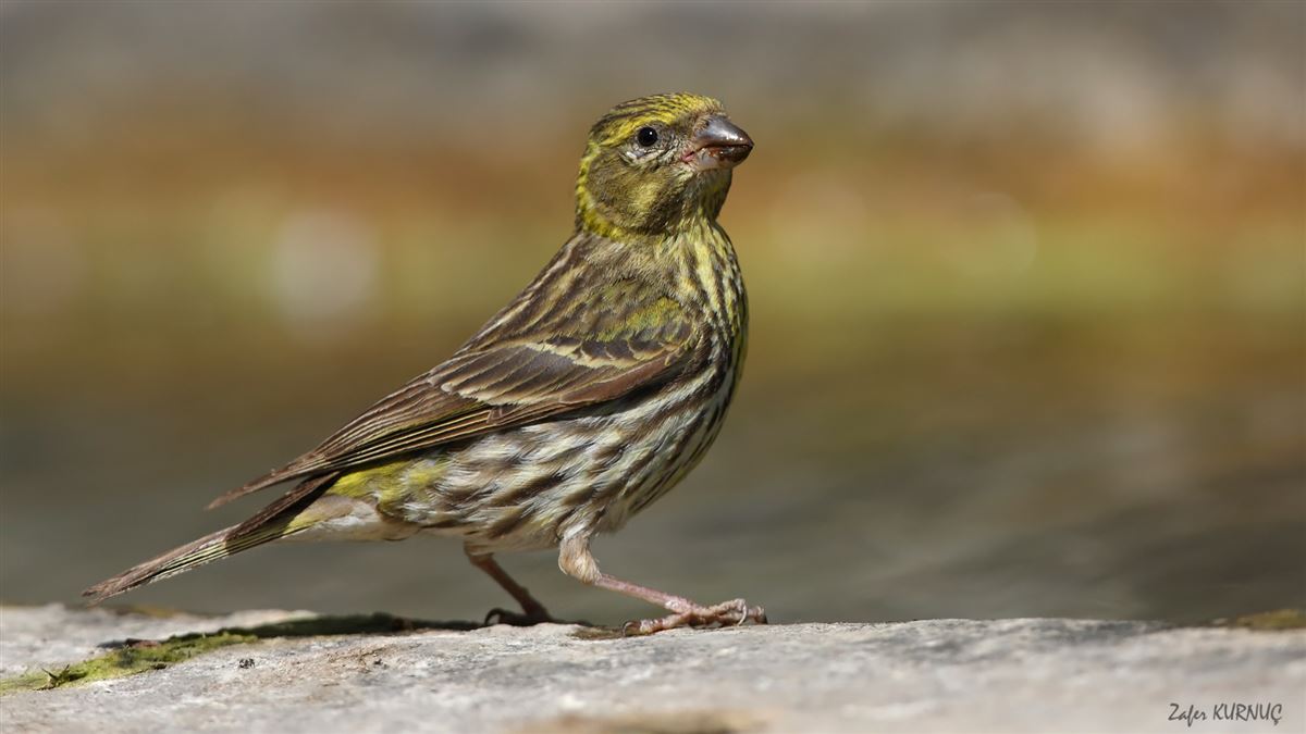 European Serin