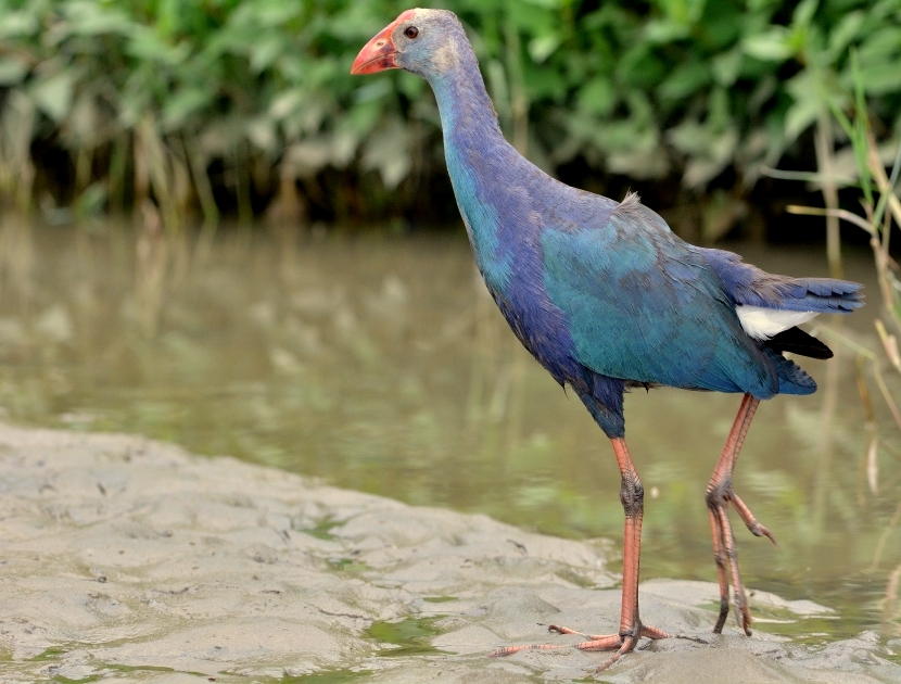 Grey-headed Swamphen