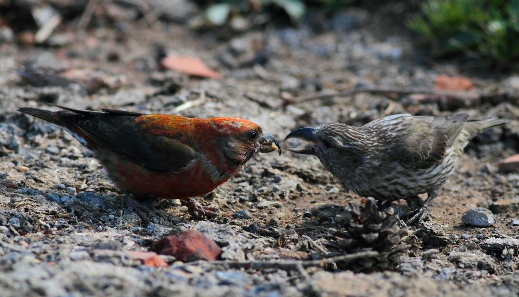 Red Crossbill