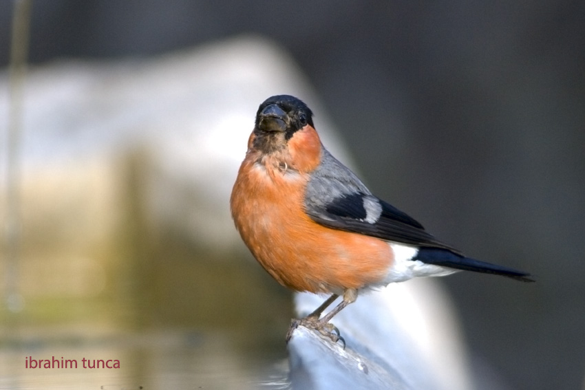 Eurasian Bullfinch