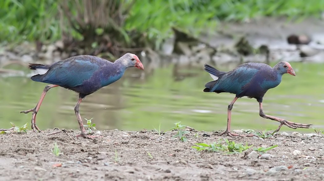 Grey-headed Swamphen