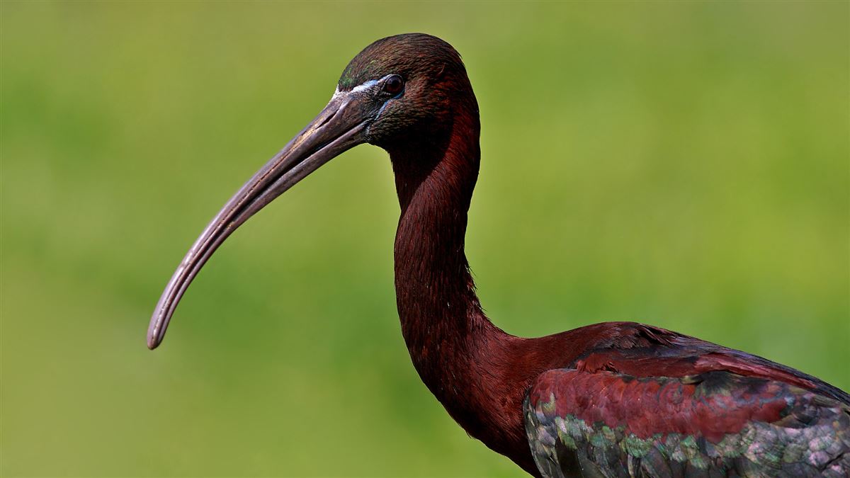 Glossy Ibis