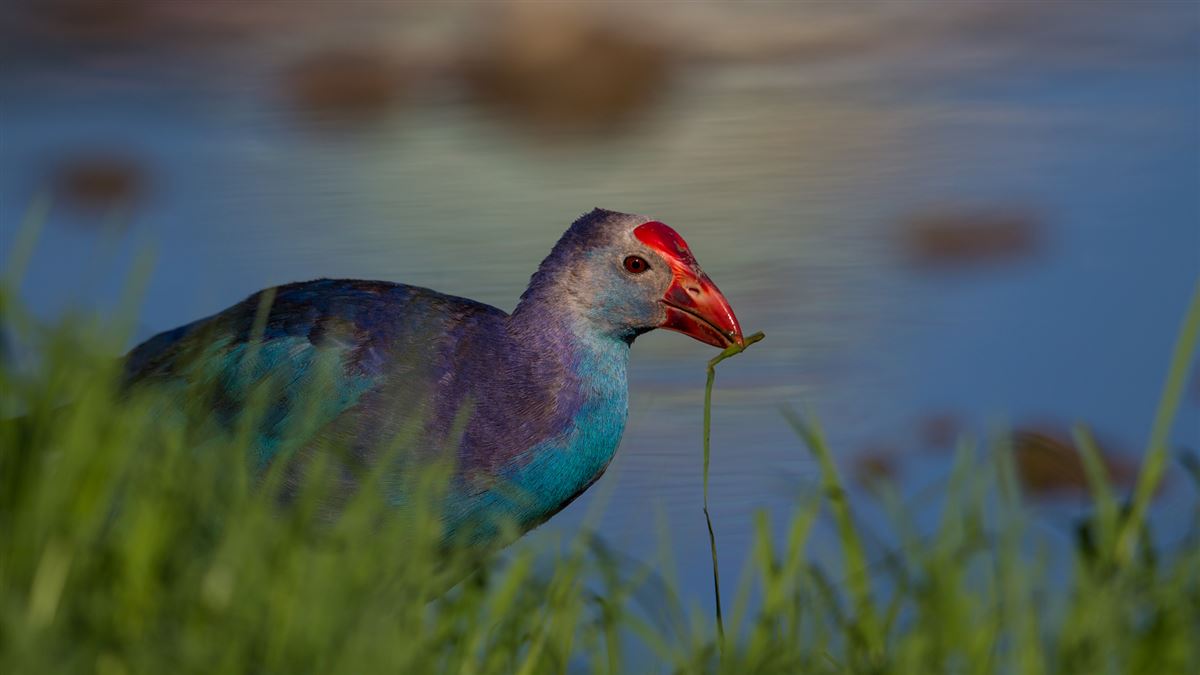 Grey-headed Swamphen