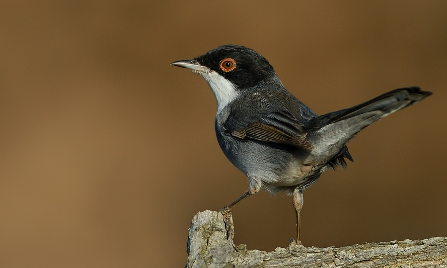 Sardinian Warbler