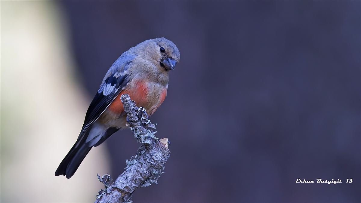 Eurasian Bullfinch