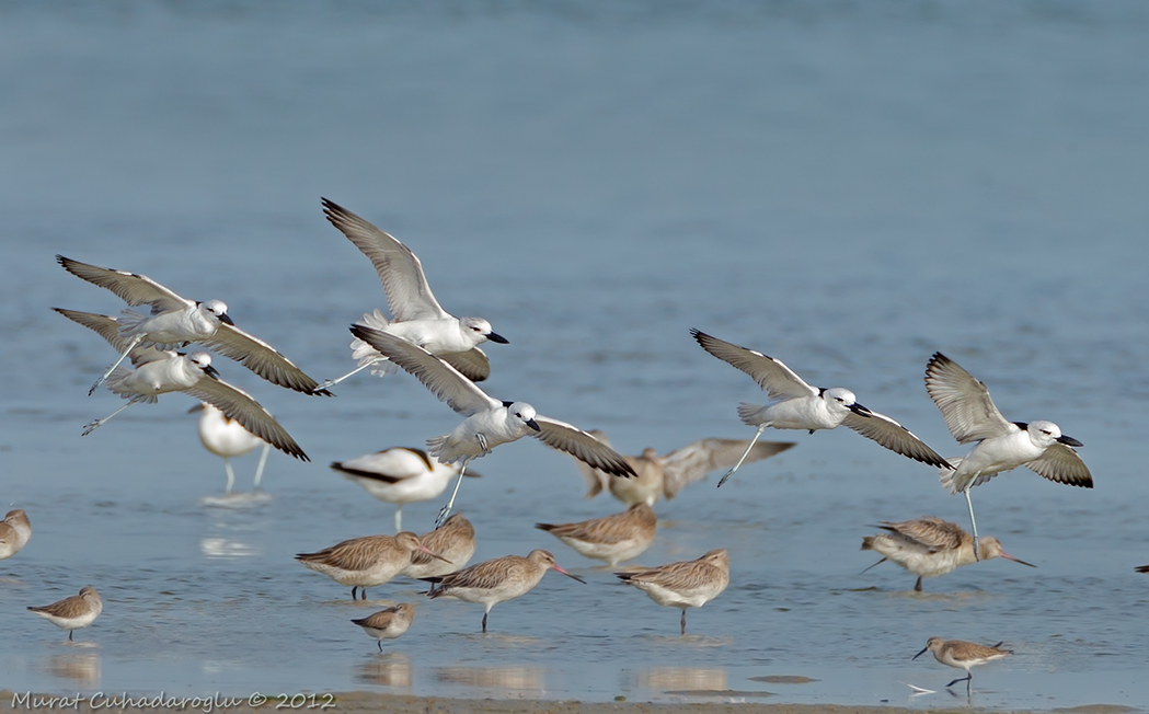 Crab-plover