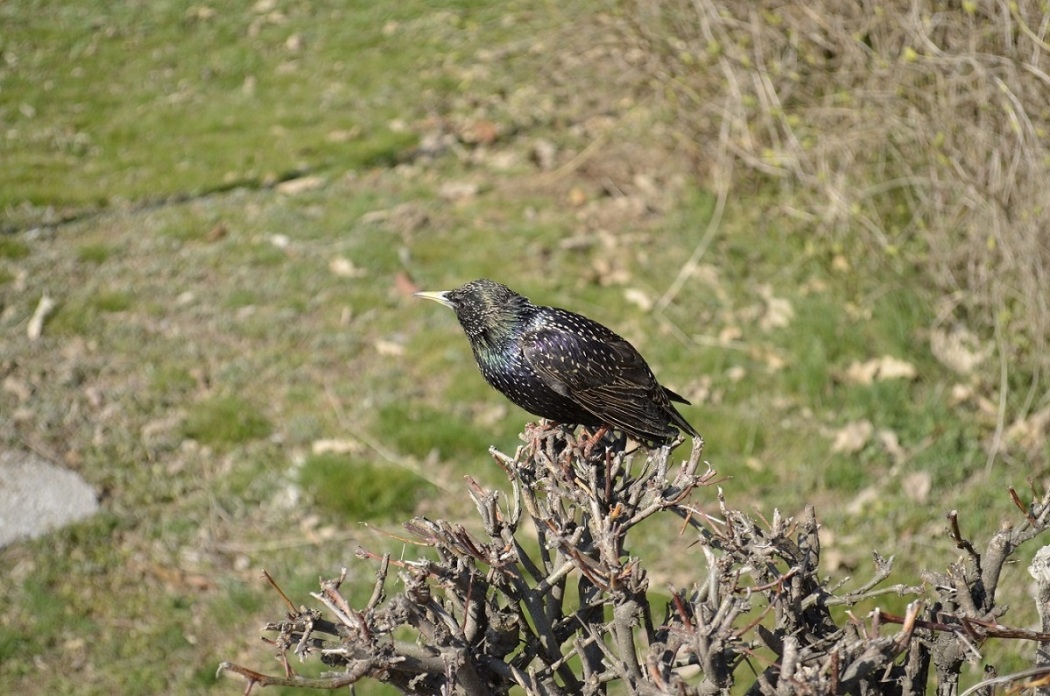 Common Starling