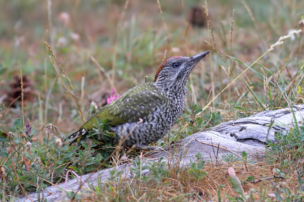 European Green Woodpecker