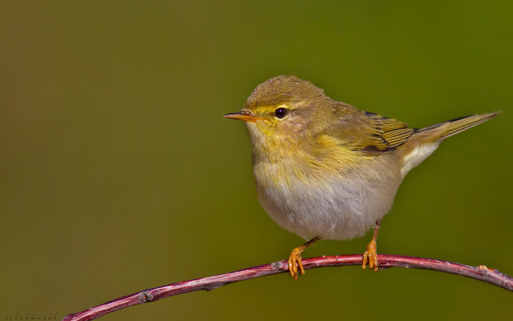 Willow Warbler