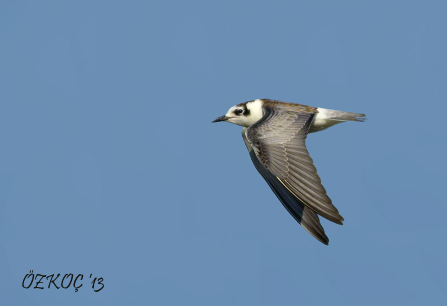 White-winged Tern
