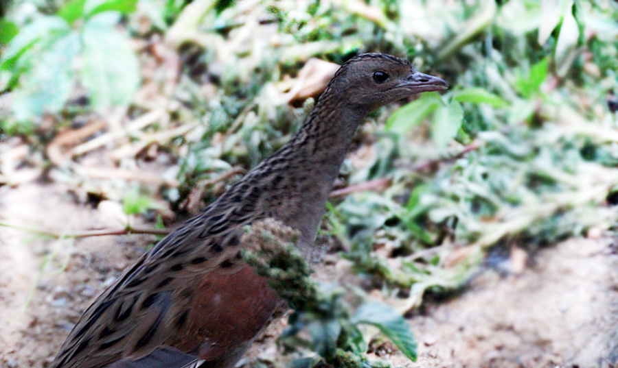 Corn Crake