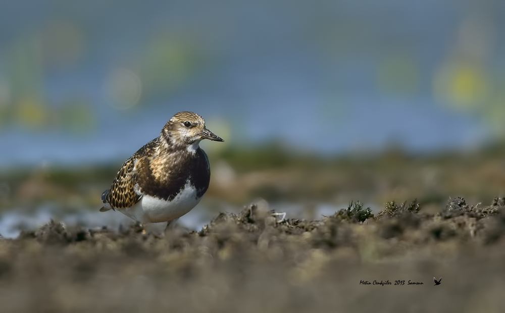 Ruddy Turnstone