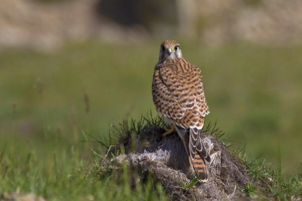 Common Kestrel