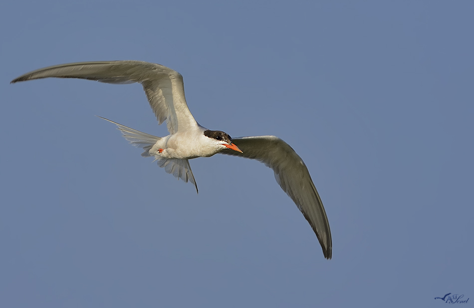 Common Tern