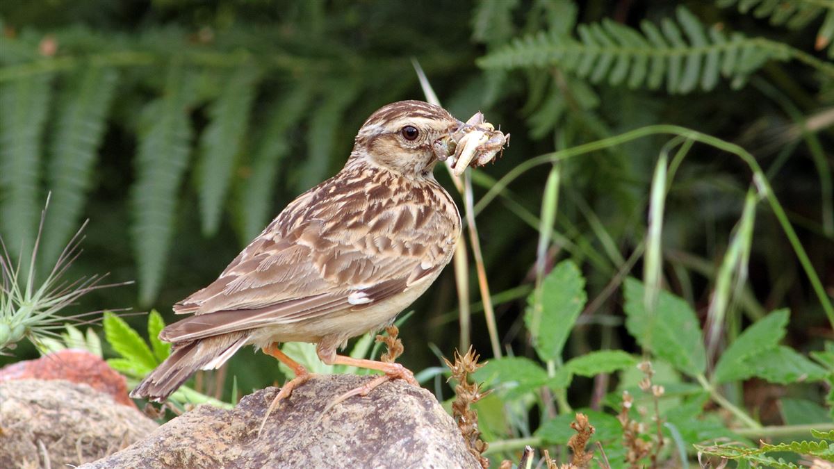 Woodlark