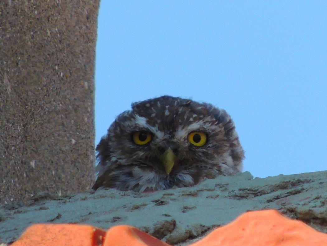 Little Owl